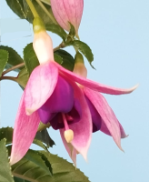 Fuchsia flor 2 (r)